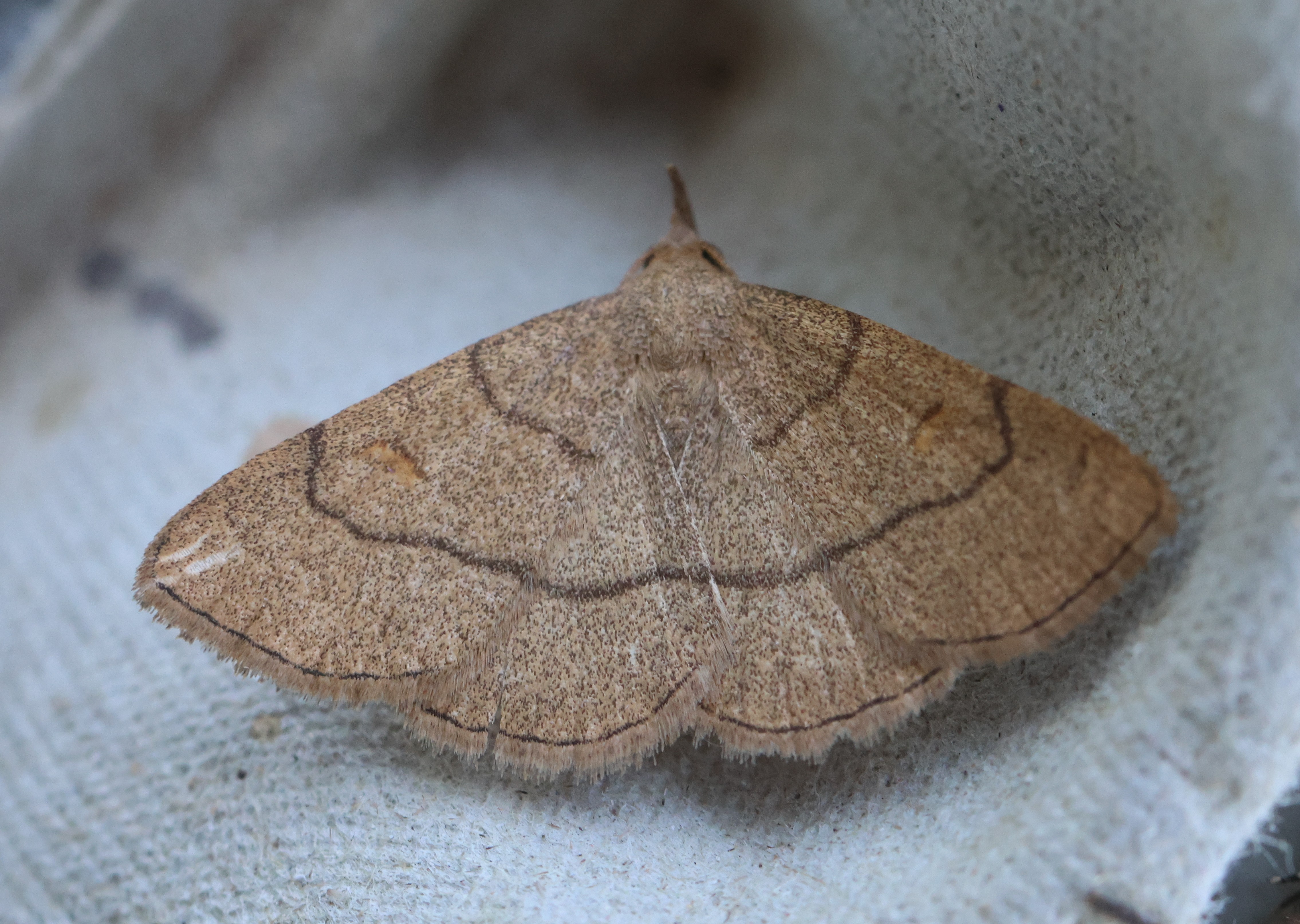 Photo of Clay Fan-foot (Paracolax tristalis)